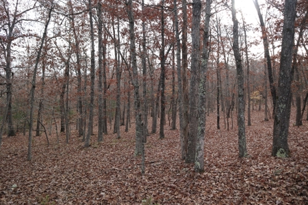 Ozarks Wooded Acreage With Road Frontage For Sale - image 13