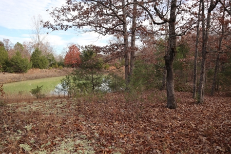 Ozarks Wooded Acreage With Road Frontage For Sale - image 11