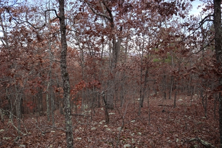 Ozarks Wooded Acreage With Road Frontage For Sale - image 22