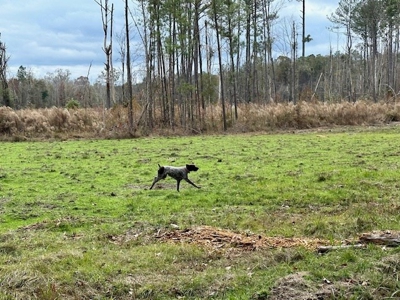 Shady Grove Hunters Retreat - image 11