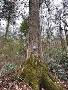 Shady Grove Hunters Retreat - image 41
