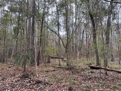 Shady Grove Hunters Retreat - image 26