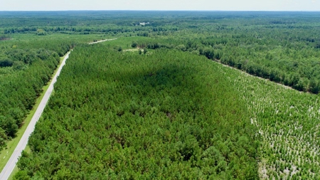 Offering #1 - Land for Sale in Kershaw County SC - image 5
