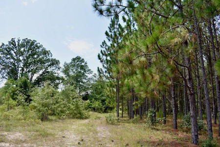 Offering #1 - Land for Sale in Kershaw County SC - image 13