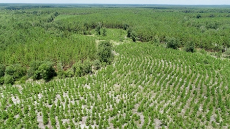 Offering #1 - Land for Sale in Kershaw County SC - image 1