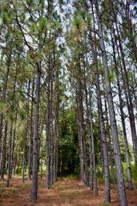 Offering #1 - Land for Sale in Kershaw County SC - image 15