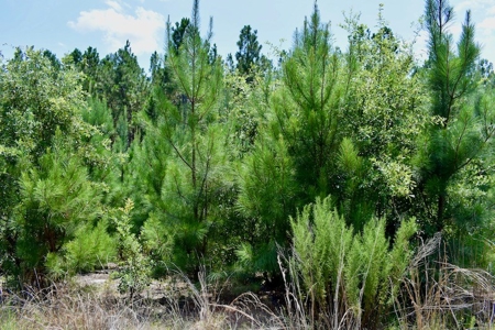 Offering #1 - Land for Sale in Kershaw County SC - image 34