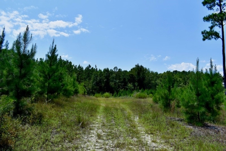Offering #1 - Land for Sale in Kershaw County SC - image 25