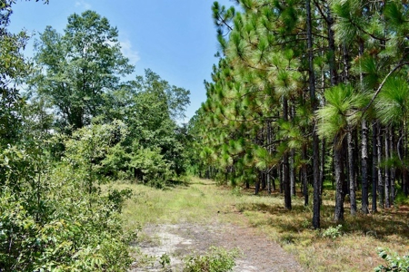 Offering #1 - Land for Sale in Kershaw County SC - image 17