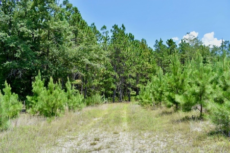 Offering #1 - Land for Sale in Kershaw County SC - image 28