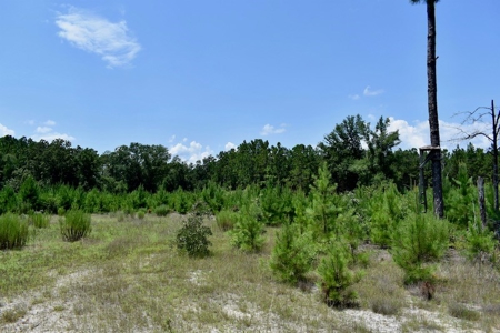 Offering #1 - Land for Sale in Kershaw County SC - image 30