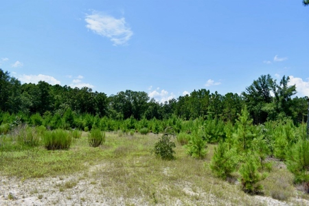 Offering #1 - Land for Sale in Kershaw County SC - image 26