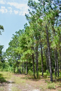 Offering #1 - Land for Sale in Kershaw County SC - image 22