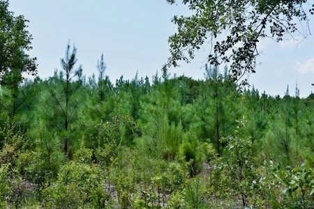 Offering #1 - Land for Sale in Kershaw County SC - image 19