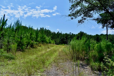 Offering #1 - Land for Sale in Kershaw County SC - image 24
