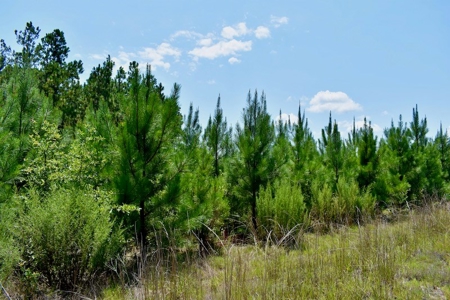 Offering #2 - Wooded Land for Sale in Camden SC - image 29