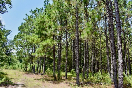 Offering #2 - Wooded Land for Sale in Camden SC - image 7