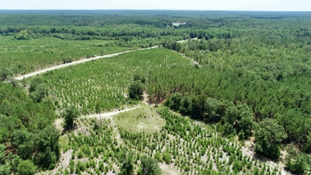 Offering #2 - Wooded Land for Sale in Camden SC - image 16