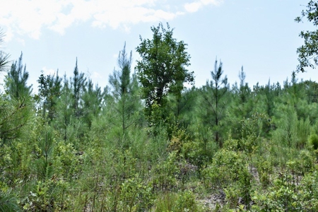 Offering #2 - Wooded Land for Sale in Camden SC - image 27