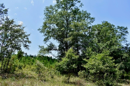 Offering #2 - Wooded Land for Sale in Camden SC - image 19