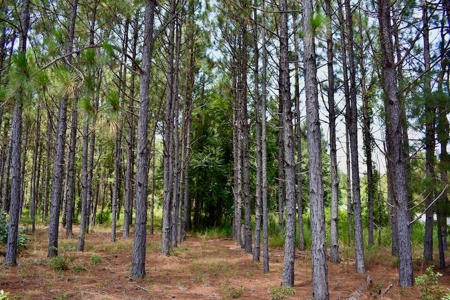 Offering #2 - Wooded Land for Sale in Camden SC - image 26