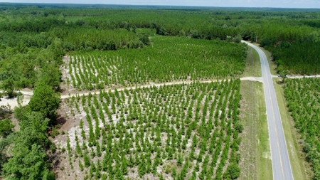 Offering #2 - Wooded Land for Sale in Camden SC - image 1