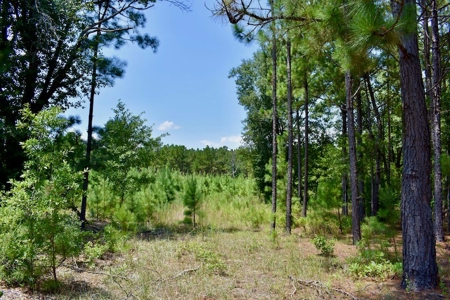 Offering #2 - Wooded Land for Sale in Camden SC - image 9