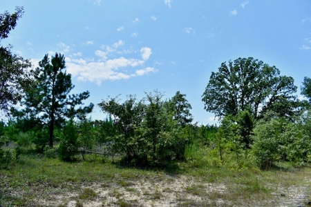 Offering #2 - Wooded Land for Sale in Camden SC - image 5