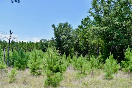 Offering #2 - Wooded Land for Sale in Camden SC - image 12
