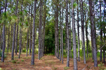 Offering 1-Land for Sale in Kershaw County, SC - image 19