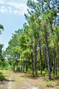 Offering 1-Land for Sale in Kershaw County, SC - image 25