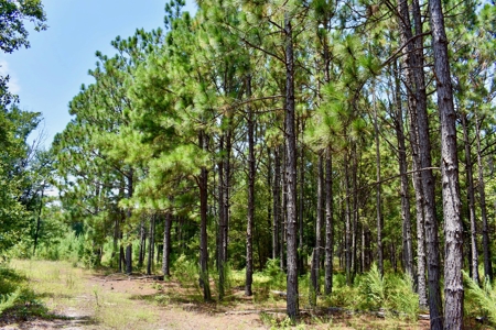 Offering 2-Wooded Land for Sale in Camden SC - image 25