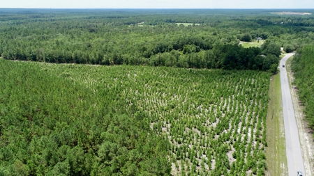 Offering 2-Wooded Land for Sale in Camden SC - image 8