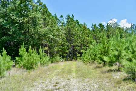 Offering 2-Wooded Land for Sale in Camden SC - image 31