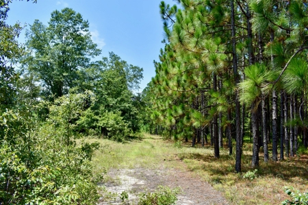 Offering 2-Wooded Land for Sale in Camden SC - image 22