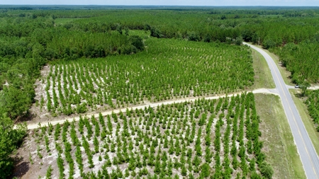 Offering 2-Wooded Land for Sale in Camden SC - image 3