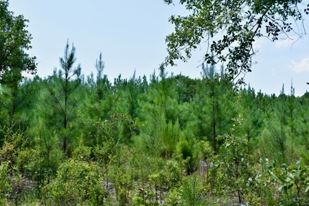 Offering 2-Wooded Land for Sale in Camden SC - image 23