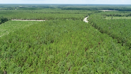 Offering 2-Wooded Land for Sale in Camden SC - image 7