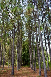 Offering 2-Wooded Land for Sale in Camden SC - image 20