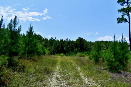 Offering 2-Wooded Land for Sale in Camden SC - image 29