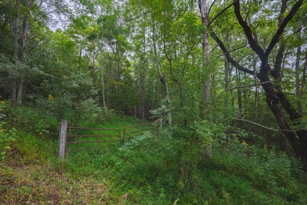 Recreational Land for Sale in Blacksburg VA! - image 3