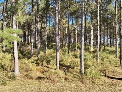 Land For Sale Coffee County, Alabama-Brundidge Alabama - image 28