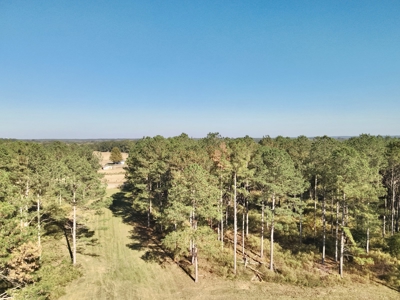 Land For Sale Coffee County, Alabama-Brundidge Alabama - image 29