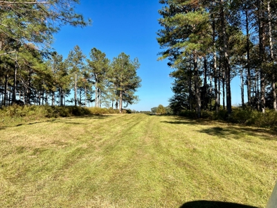 Land For Sale Coffee County, Alabama-Brundidge Alabama - image 18