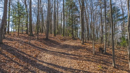 Land for Sale in Floyd VA - image 9