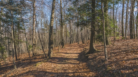 Land for Sale in Floyd VA - image 7
