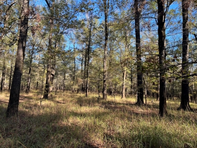 Hardwood Hunting Land for Sale in Calhoun County, Arkansas - image 1