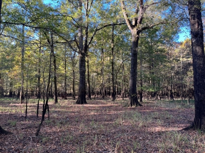 Hardwood Hunting Land for Sale in Calhoun County, Arkansas - image 2