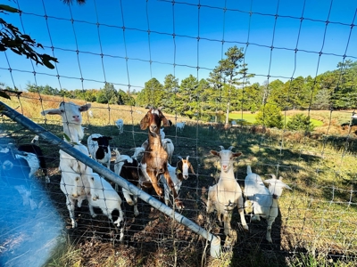 High Fenced Acreage For Sale In North Central Arkansas - image 9