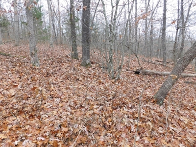 Acreage For Sale Near Ozark National Forest fronts County Rd - image 4